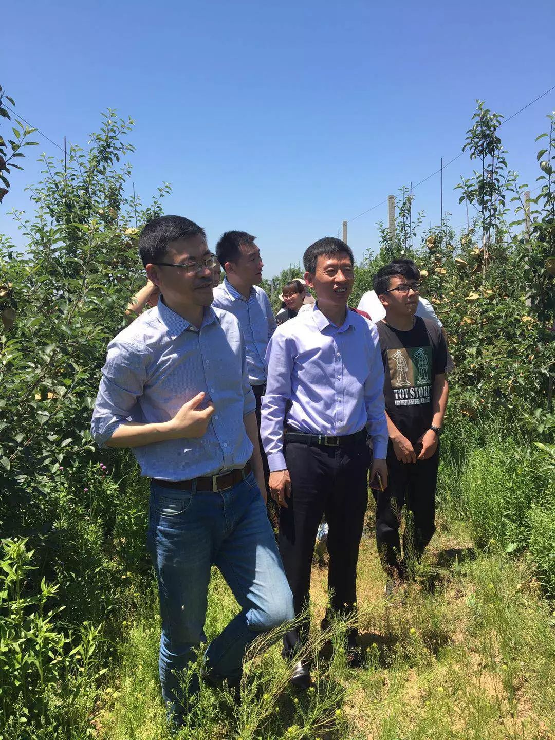 红富士之战：冻害下山东优势突显，谁能交割得品牌制高点