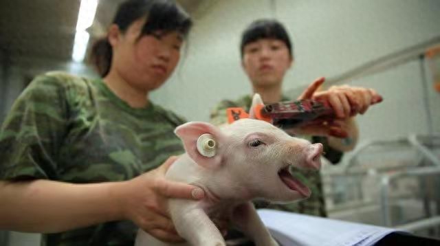 河南宜阳养殖基地:电子耳标成猪的‘电子身份证’，洛阳莱普生打造追溯系统