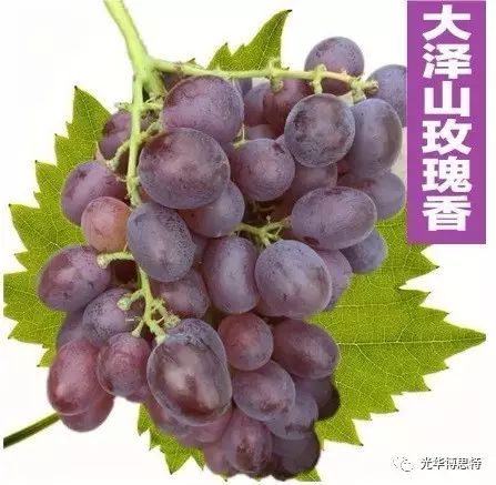 农业品牌价值_农产品品牌价值_农产品价值链是什么意思