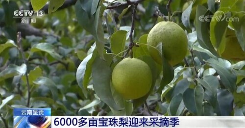 农特色产品品尝_什么特色农产品_特色农产品的概念