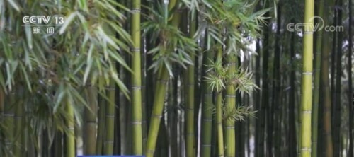 春笋旺季生长上市 浙江夏村笋运抵北方餐桌仅需十几小时