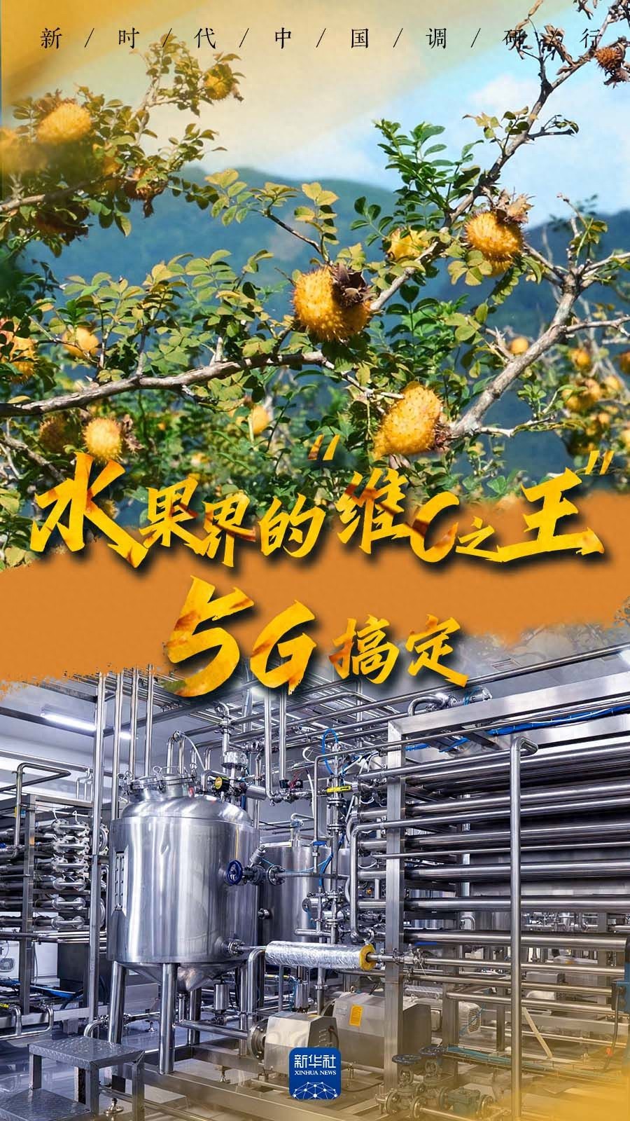 贵州山王果公司刺梨产业发展：加工带动，维C之王的华丽转身