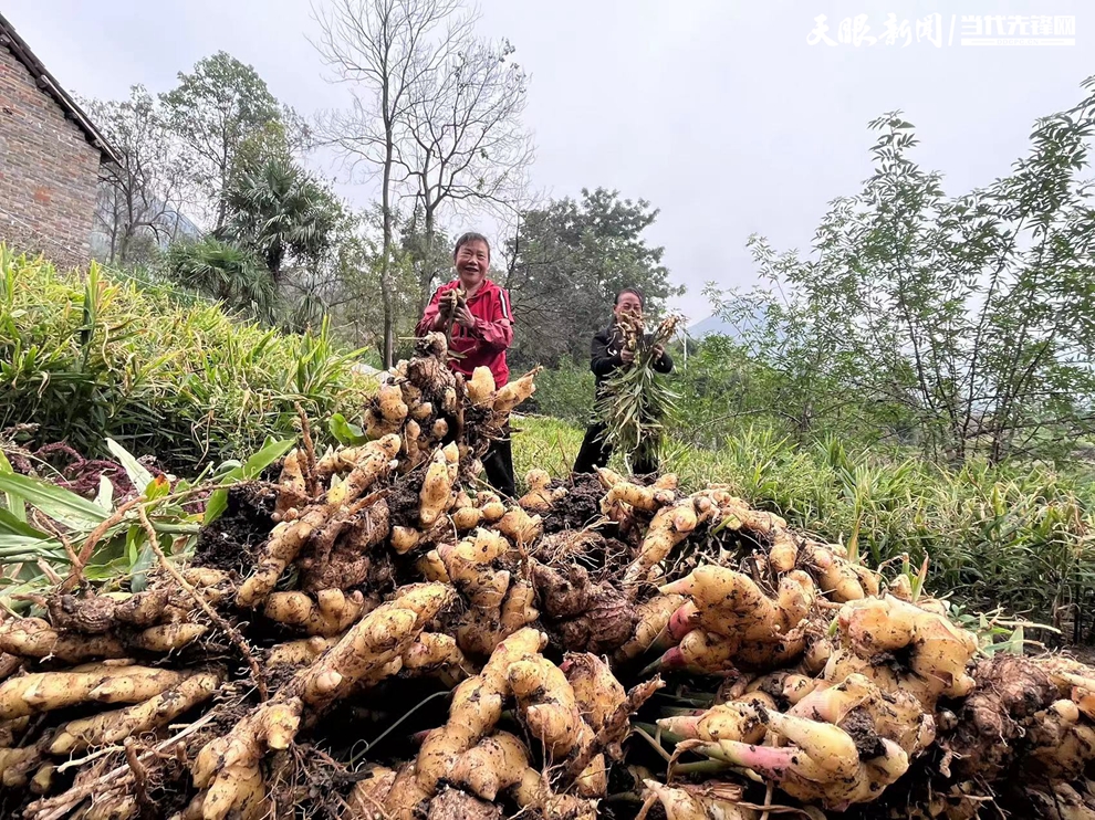 贵州农产品基地_贵州西部农产品_贵州西部农资有限公司