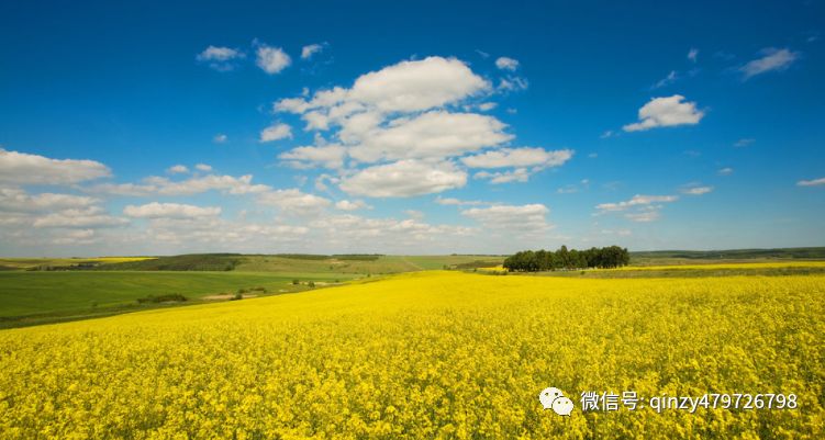 网络农产品营销的优势和劣势_特色农产品网络营销_农产品网络营销的含义