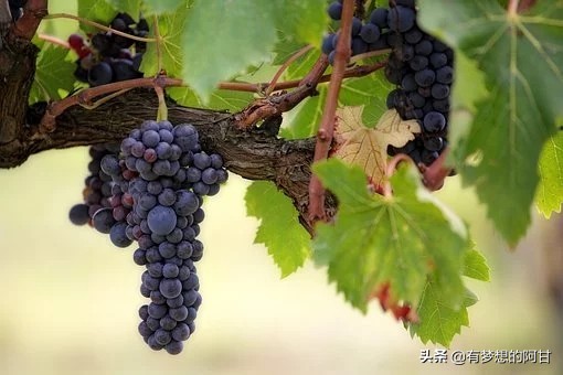 新疆特色农副产品有哪些_新疆特色农产品_新疆农产品特产