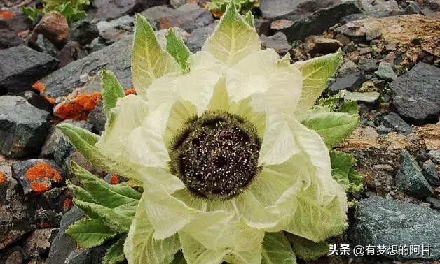 新疆特色农产品_新疆农产品特产_新疆特色农副产品有哪些