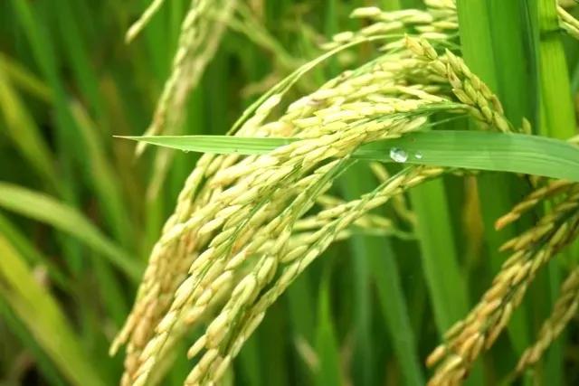 恩平大米与恩平濑粉荣获国家地理标志农产品称号