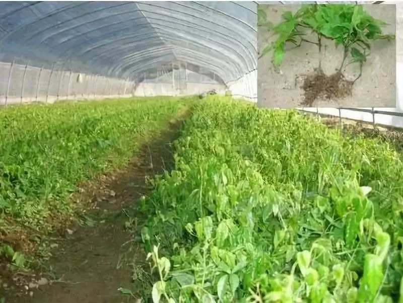 中国地理标志农产品_我国地理标志农产品有哪些_地理标志农产品是什么意思