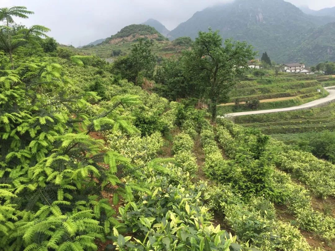 地理标志农产品是什么意思_我国地理标志农产品有哪些_中国地理标志农产品