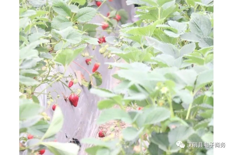 农村电子商务的三种模式_农产品电子商务模式_商务部电子商务进农村项目简介