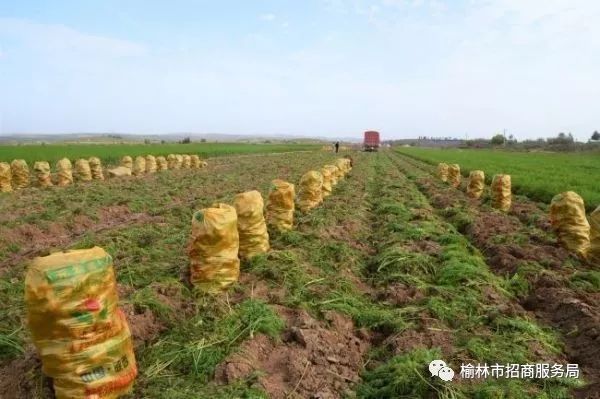 陕北农用工具_陕北有哪些可以深加工的农产品_陕北农副产品有哪些