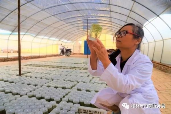 陕北农用工具_陕北农副产品有哪些_陕北有哪些可以深加工的农产品