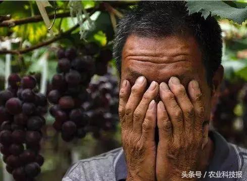 农产品销路问题_农副产品销路问题_农产品销路不畅