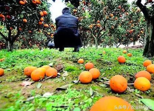 农副产品销路问题_农产品销路问题_农产品销路不畅