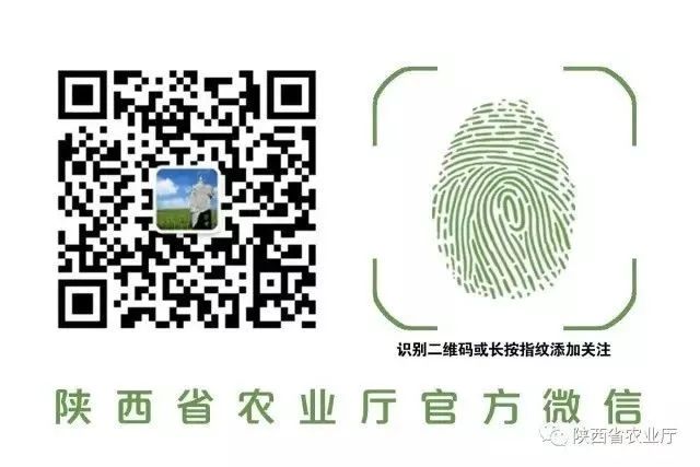 南京特色农作物_南京特色农业_南京特色农产品