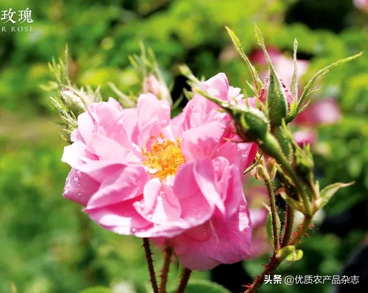中国天然香料产业逆势增长：优农协会香料产业分会副秘书长张磊解读未来发展方向