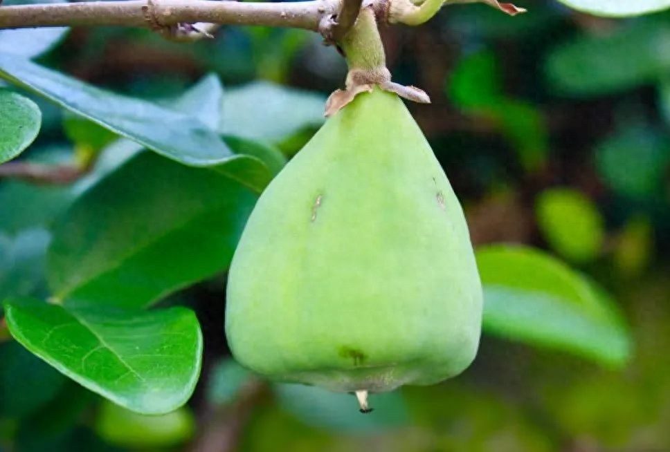 揭秘植物中文名称的演变与内涵：从葡萄到芫荽，探索雅致与平凡背后的故事