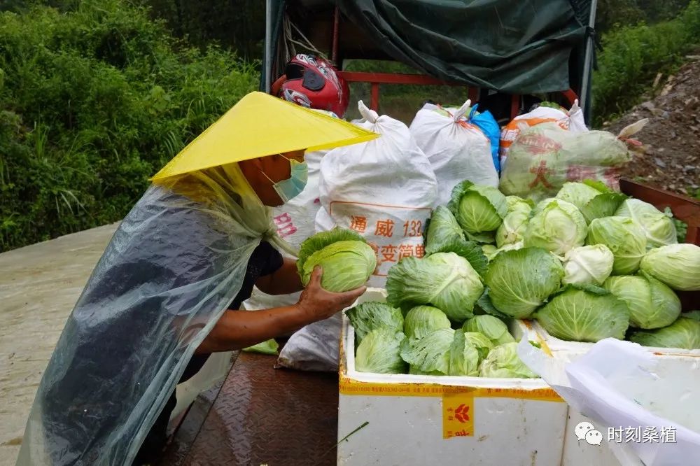 农产品滞销问题_滞销农产品的营销方案_农产品滞销解决方案