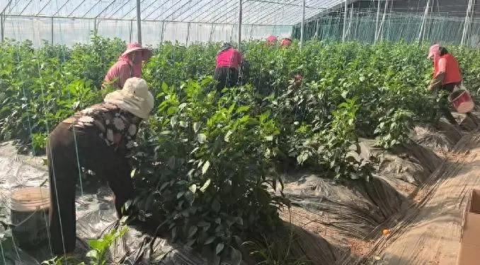郭老板10天发货13车鲜辣椒，总销量达143吨，成功解决滞销难题