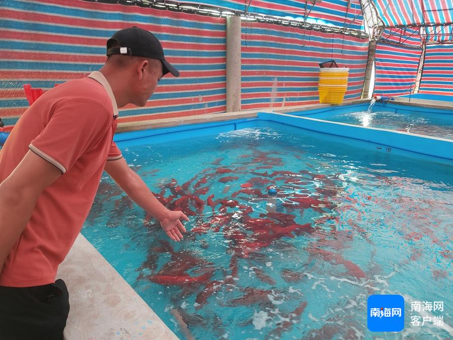 海南农网信息产品经理招聘_海南农产品信息网_海南农业信息网官网