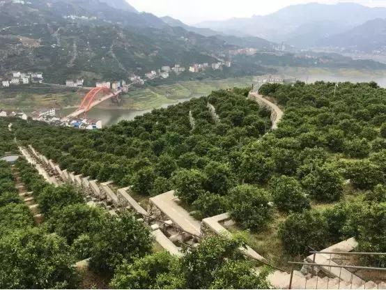湖北特色农产品_湖北特色农产品一览表_湖北农产品特产