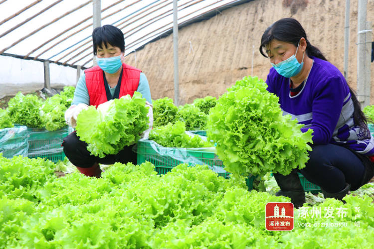 河北润雅农业科技开发有限公司确保疫情期间蔬菜安全供应，助力全市人民安心抗疫