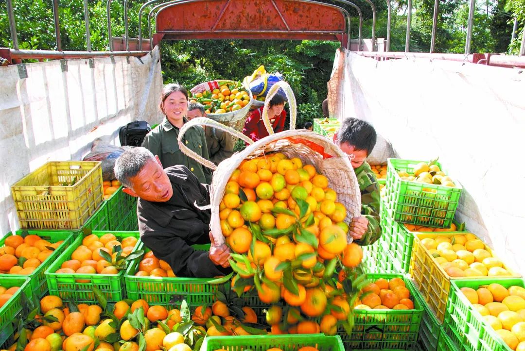蒲江杂柑农产品地理标志_蒲江杂柑农产品地理标志_蒲江杂柑农产品地理标志