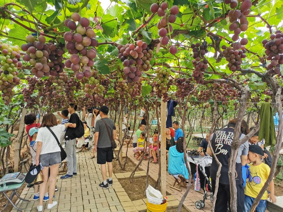 农产品市场竞争力具备什么条件_农产品展销提高农产品市场竞争力_农产品如何提高竞争力