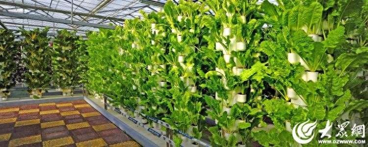 首届山东绿色蔬菜产业博会4月12 - 16日在兰陵举办，鲁沪合作新台阶