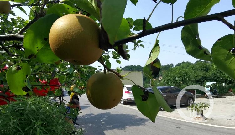 重庆市农产品质量安全中心_重庆农产品质量安全网_重庆市农产品质量安全中心主任