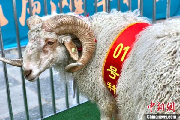 宁夏科技助力农业新品种培育 优质小麦滩羊提升民众舌尖幸福感