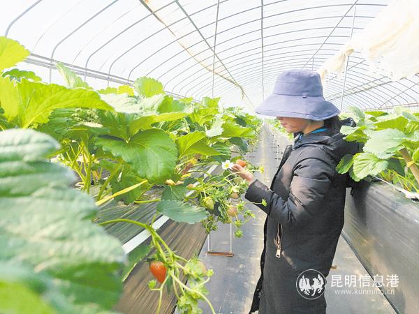 云南特色农产品_云南省的特色农产品_云南农村特产