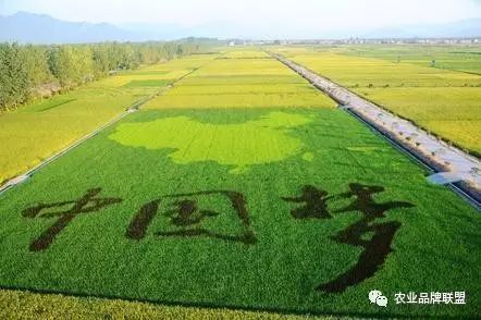 现代农产品的品牌构成部分_农产品品牌现状_我国农产品品牌现状