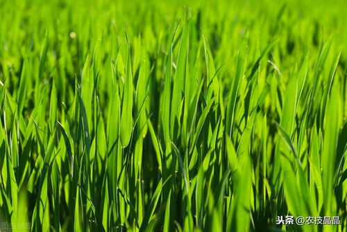 小麦病虫害：如何守护我们的粮食安全？