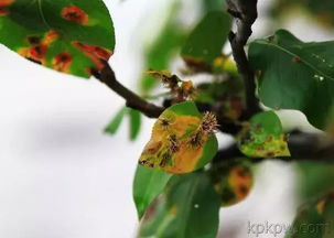 梨树病虫害防控，守护果实的健康之道