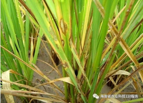 水稻病虫害防治：如何守护丰收的“绿色长城”？