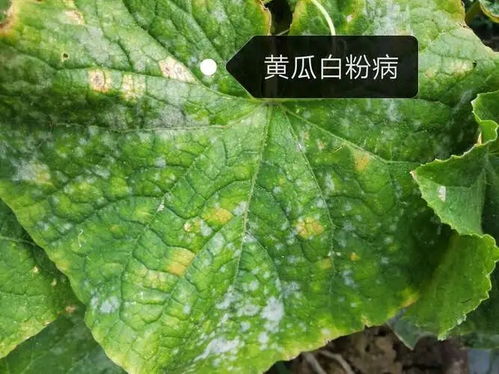 病虫害防治：揭秘农业生产的“隐形杀手”及其应对策略