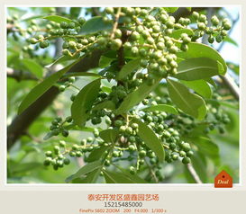 树木病虫害防治：守护城市绿肺，我们这样做！
