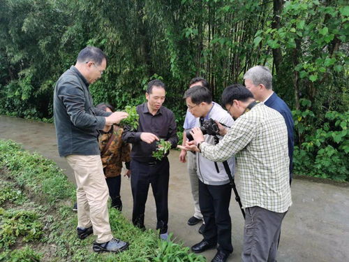 太子参病虫害防治：揭秘高效绿色解决方案