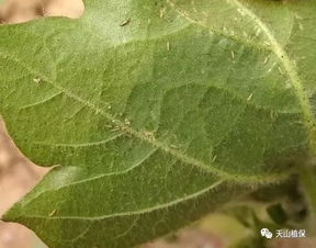 破解绿色危机：病虫害图片识别与防控策略全解析