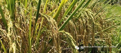 水稻病虫害防治：揭秘高效绿色之路