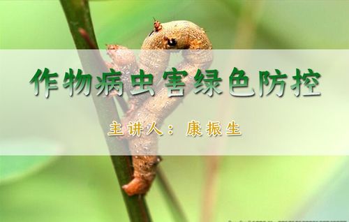 绿色防控，农业病虫害的绿色守护者