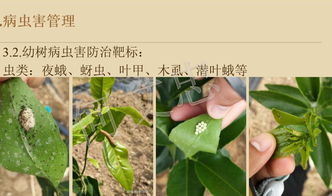 病虫害防治，农业生产的“绿色盾牌”：四大原则，守护丰收之梦