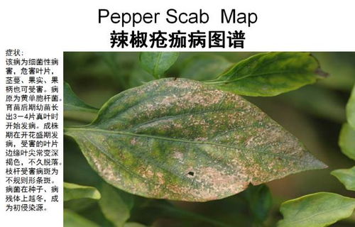 辣椒病虫害：揭秘作物健康“杀手”，守护丰收之道