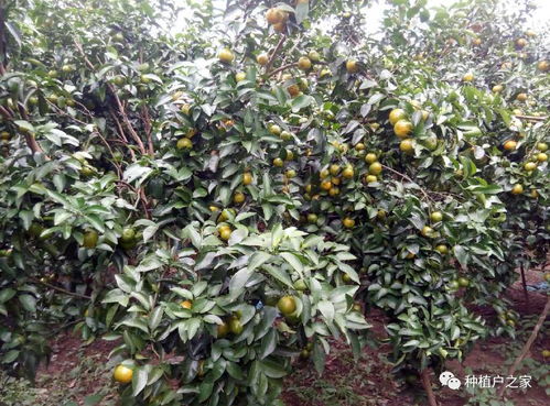 柑橘病虫害全年管理指南：守护果实，丰收在望