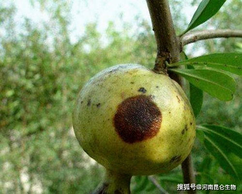 石榴树病虫害防治攻略：如何守护您的“红宝石”？
