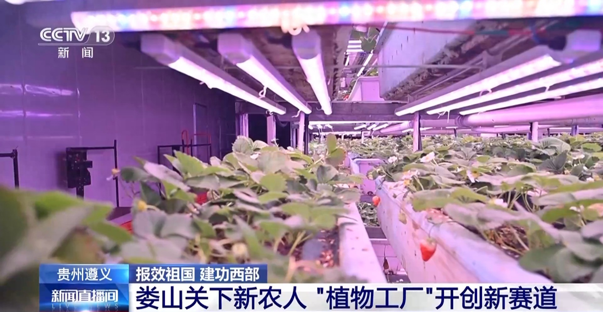 探访遵义植物工厂：徐纬团队打造智能花房 草莓反季节上市填补市场空缺