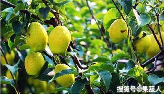 梨园守护战：揭秘梨主要病虫害的防治之道