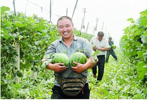 《露天西瓜种植技术揭秘：如何打造高产优质西瓜田？》