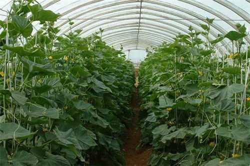 【现代农业风向标】大棚蔬菜种植技术视频攻略：揭秘高效益的秘密武器！